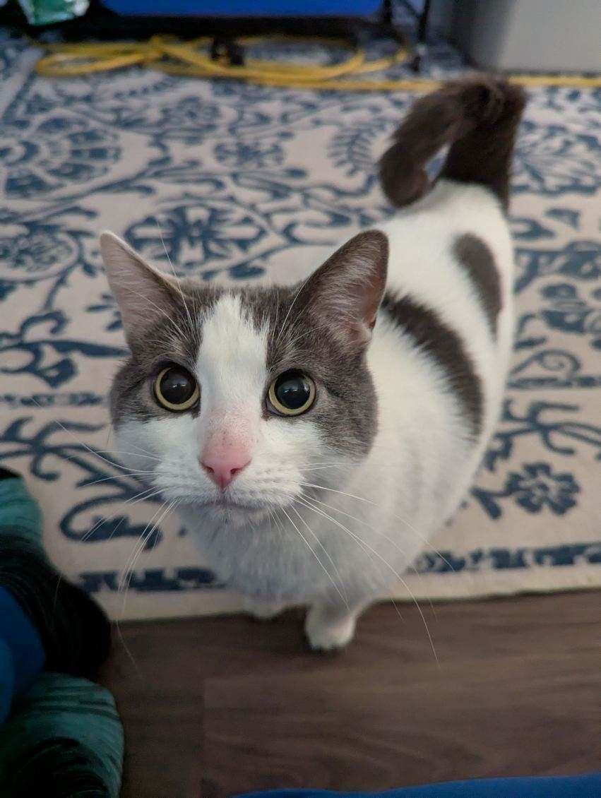 Enlarge Luna, a ADOPTABLE Domestic Short Hair in Lakewood, CO image 1/5