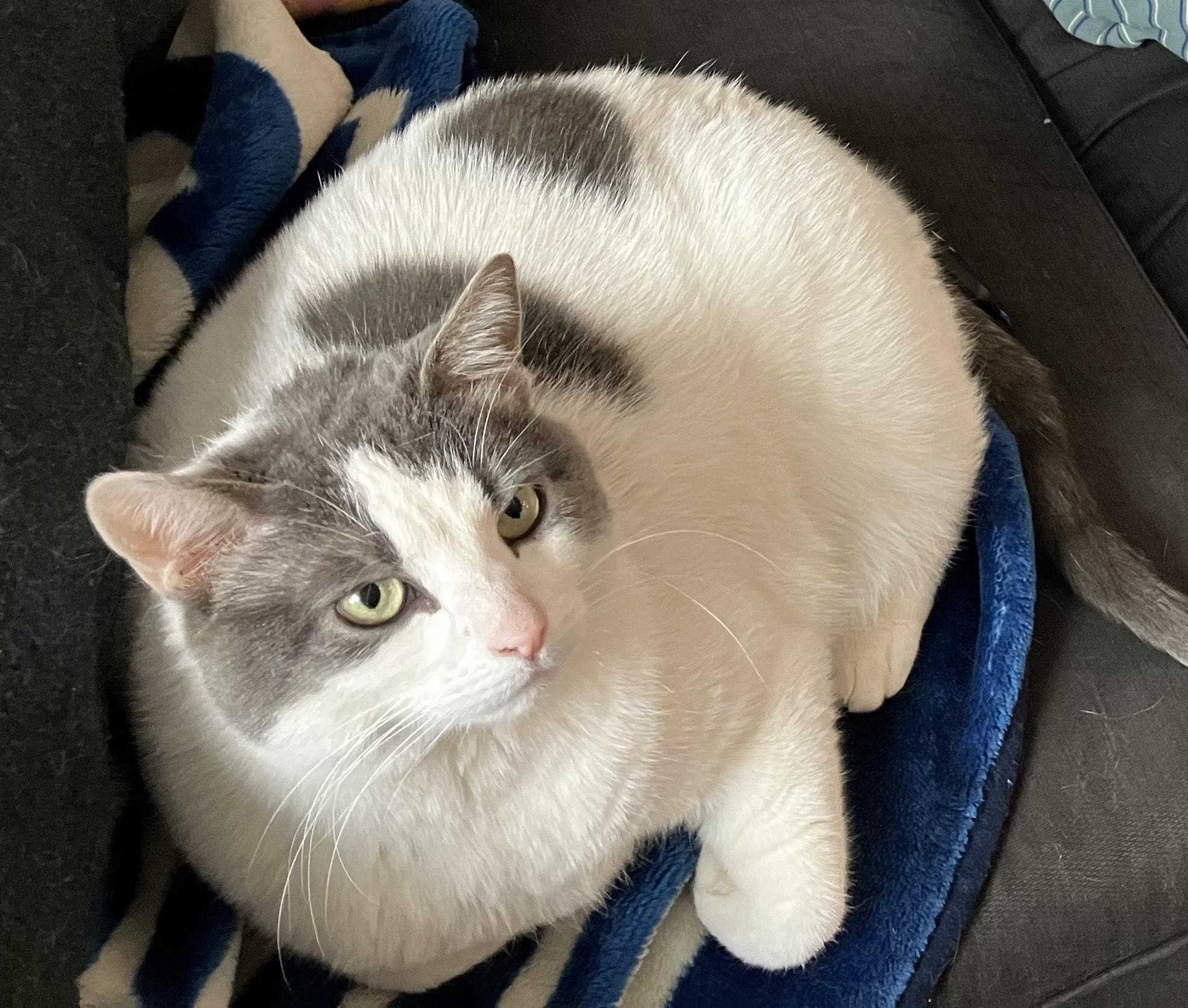 Enlarge Luna, a ADOPTABLE Domestic Short Hair in Lakewood, CO image 4/5