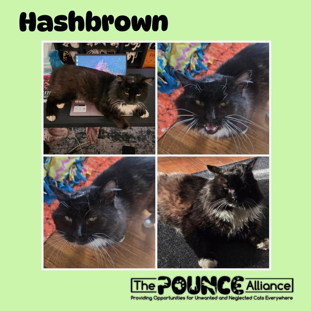 Hashbrown, Adoptable, Adult Male Domestic Long Hair.