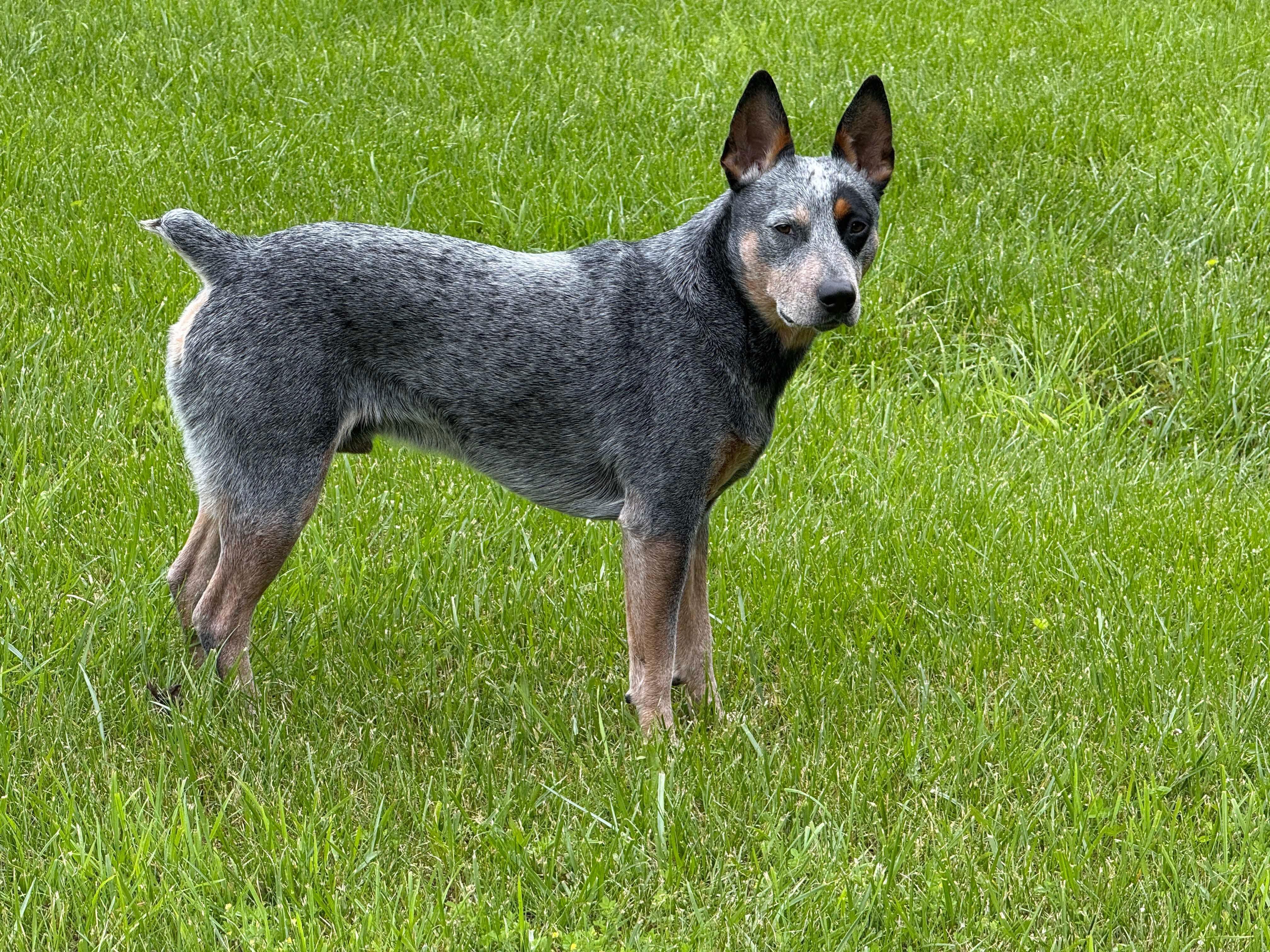 Toby, Adult Male Australian Cattle Dog / Blue Heeler