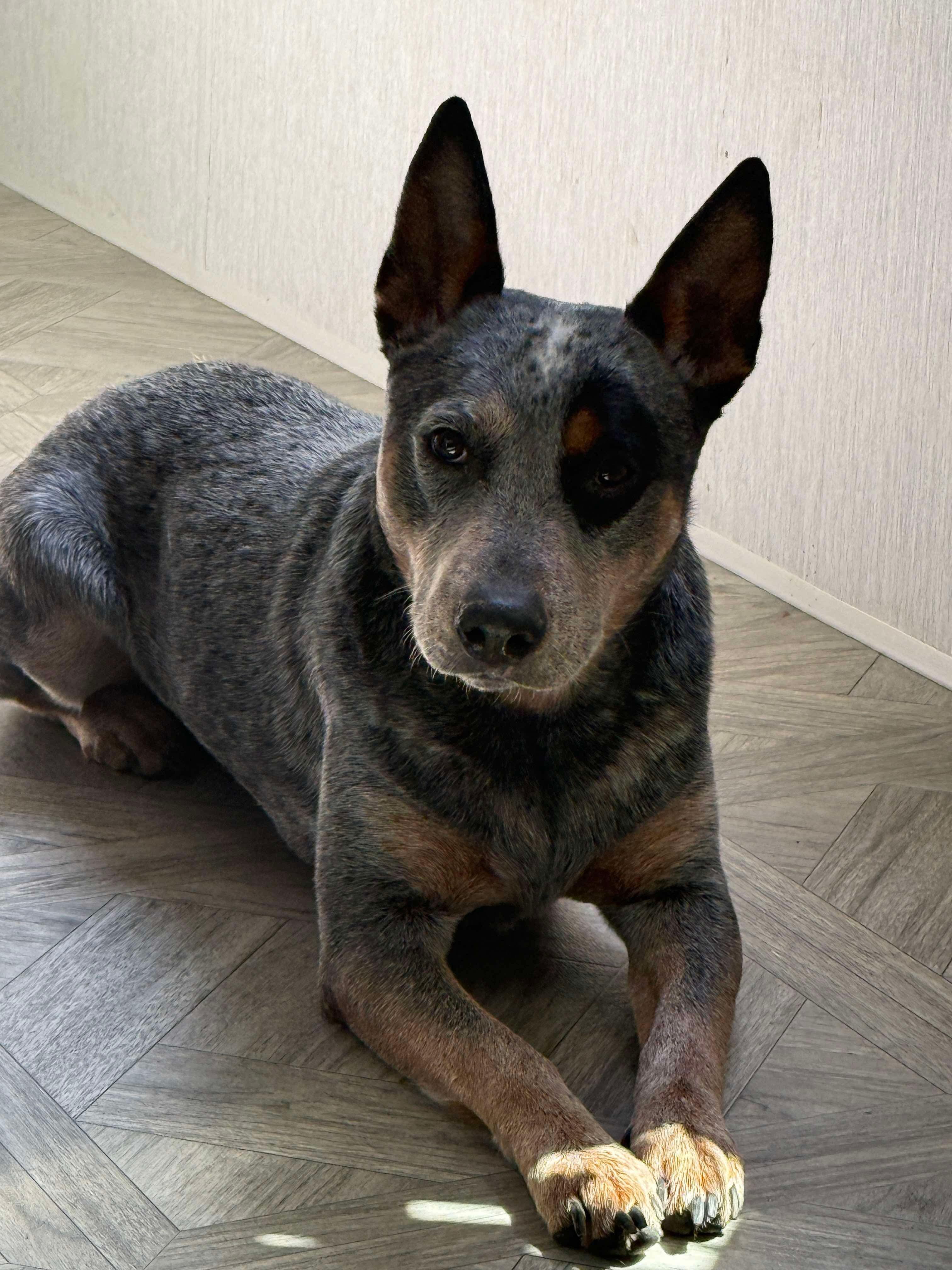 Toby photo 3