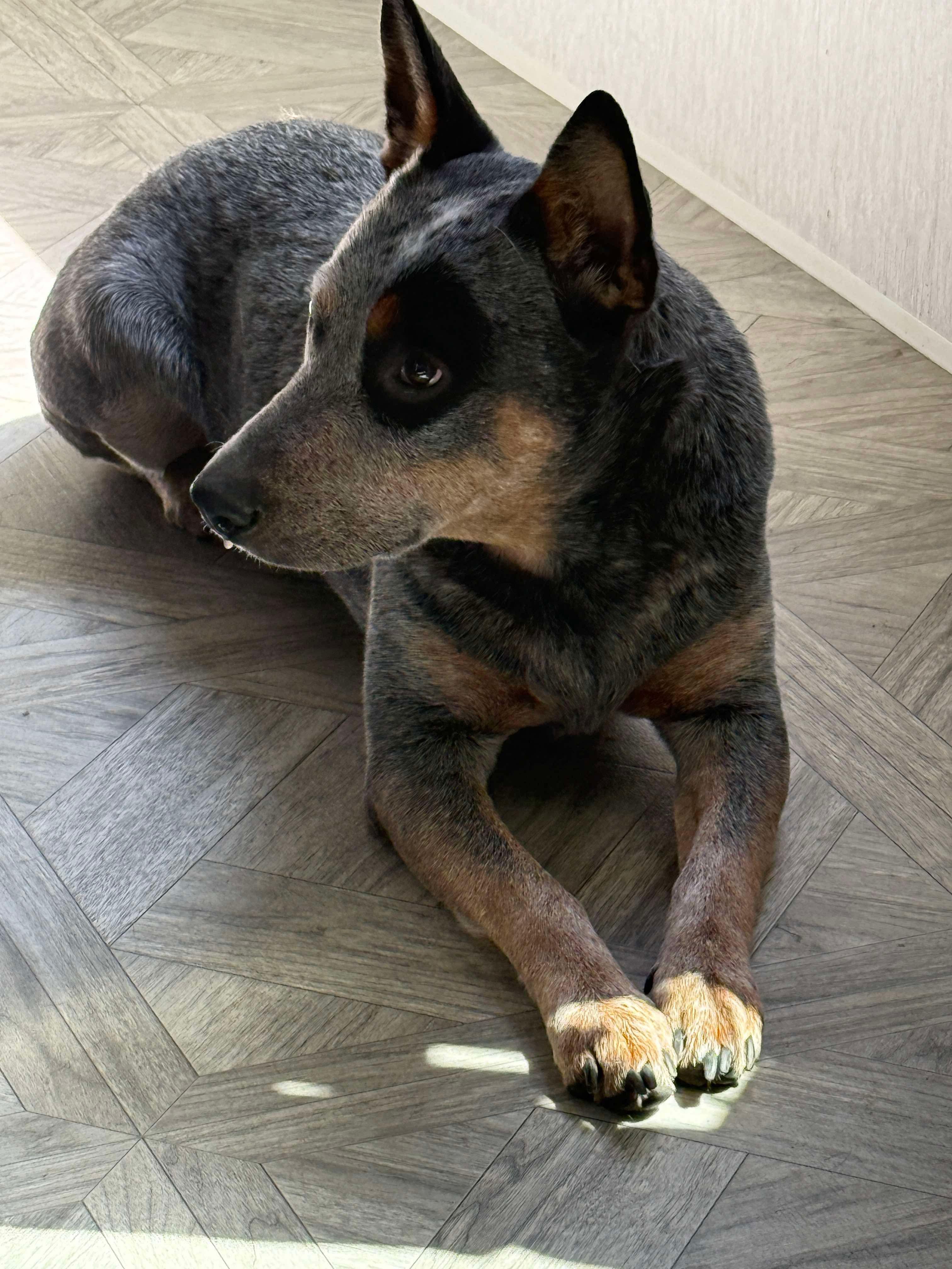 Toby photo 4