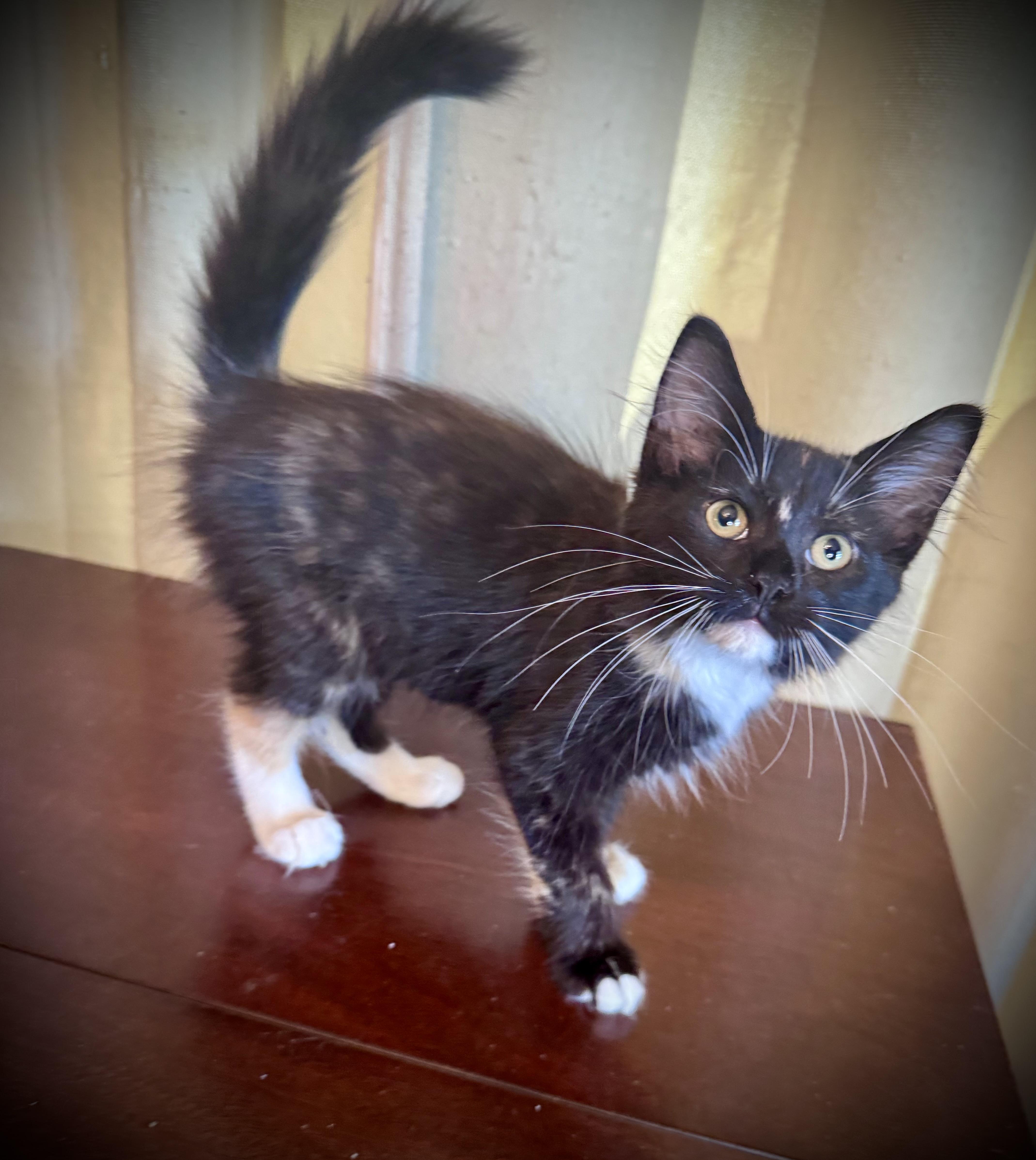 Enlarge Lily, a Adopted Domestic Medium Hair in Avoca, PA image 6/6
