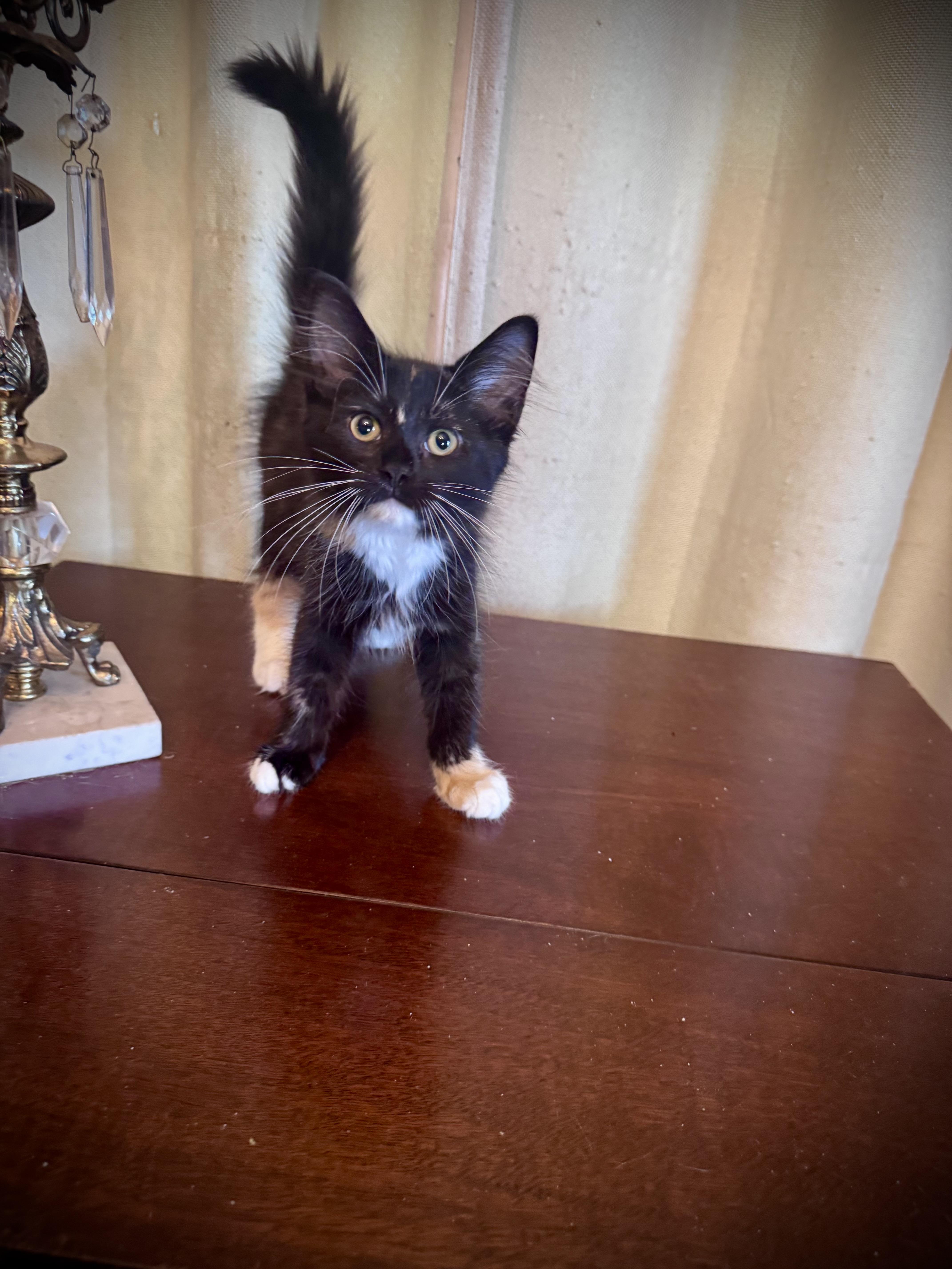 Enlarge Lily, a Adopted Domestic Medium Hair in Avoca, PA image 4/6