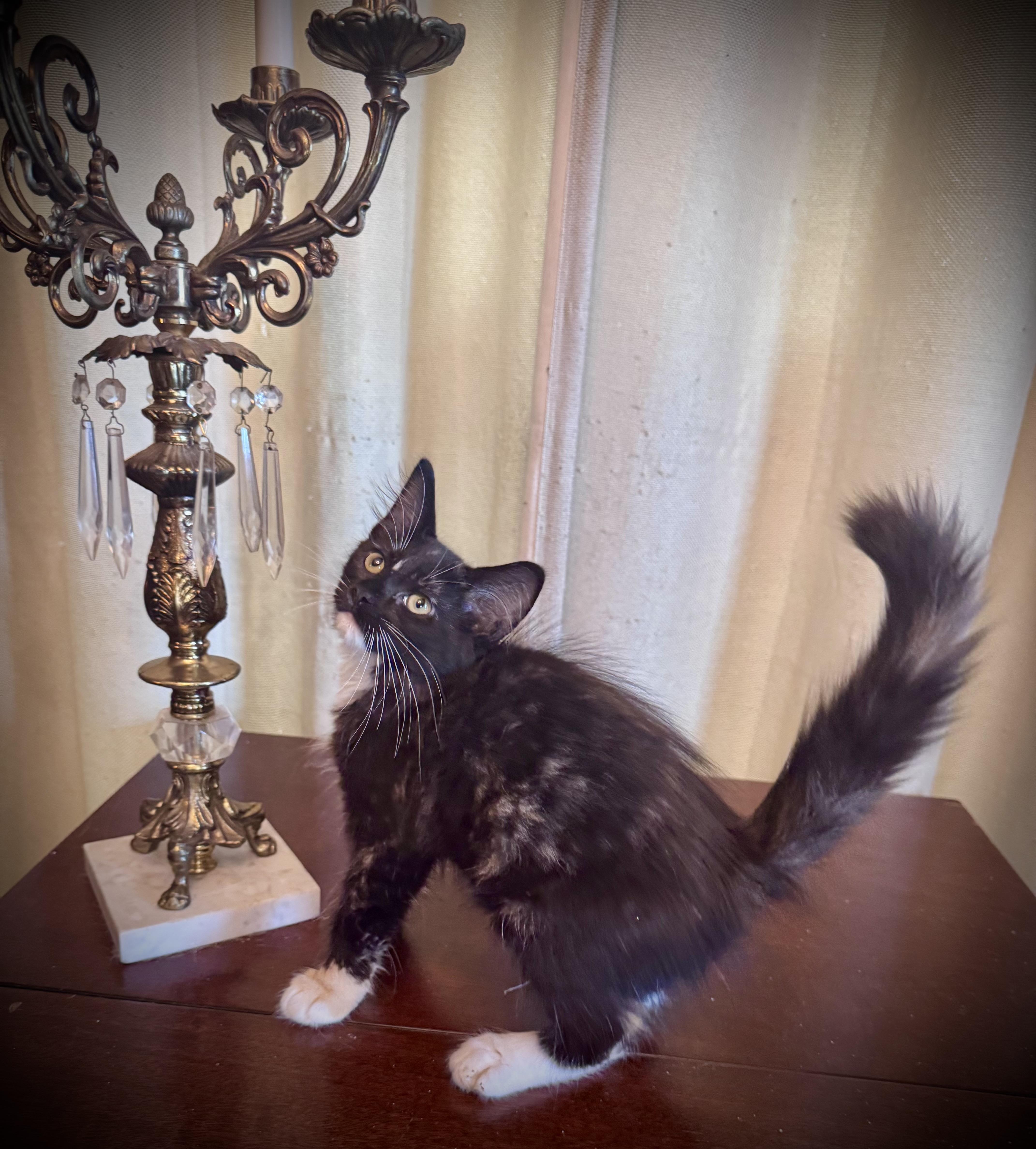 Enlarge Lily, a Adopted Domestic Medium Hair in Avoca, PA image 5/6