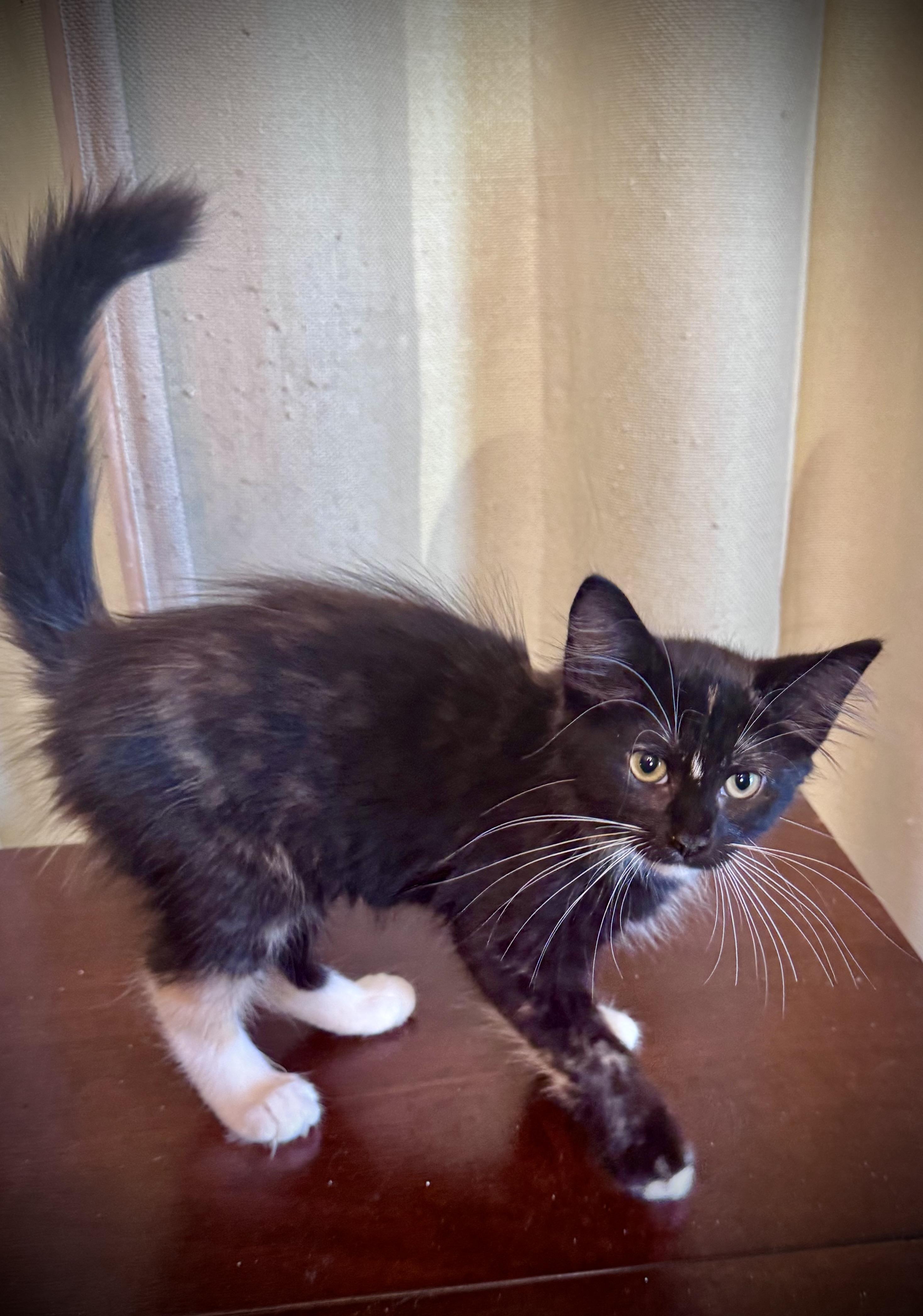 Enlarge Lily, a Adopted Domestic Medium Hair in Avoca, PA image 2/6