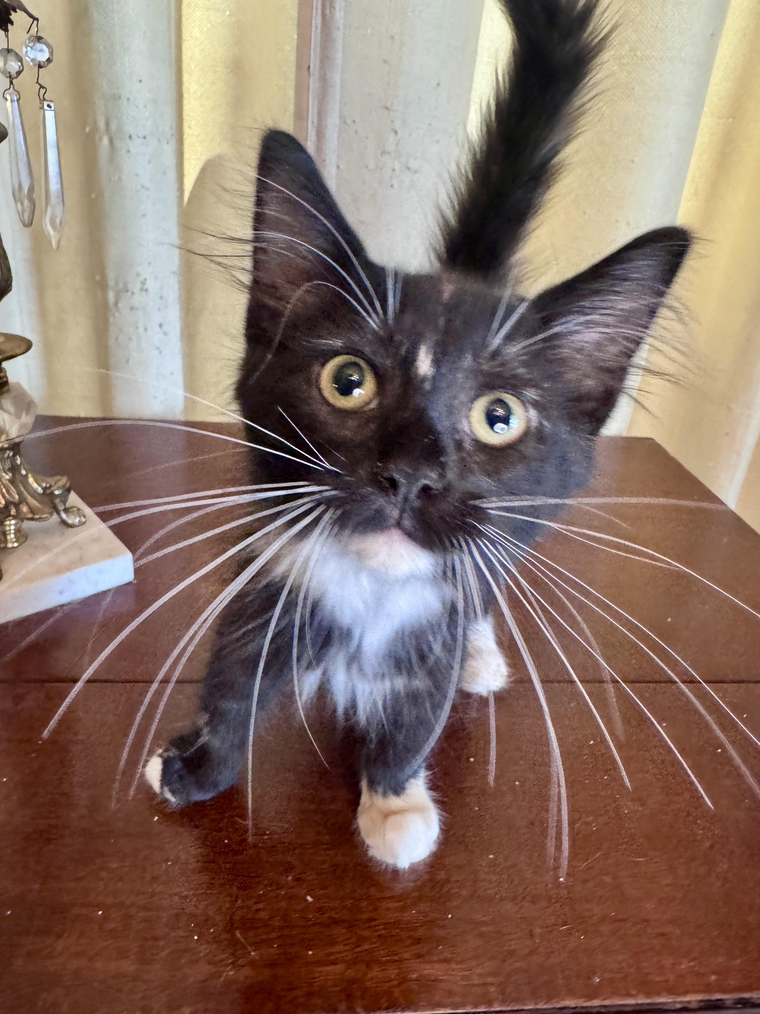 Enlarge Lily, a Adopted Domestic Medium Hair in Avoca, PA image 3/6