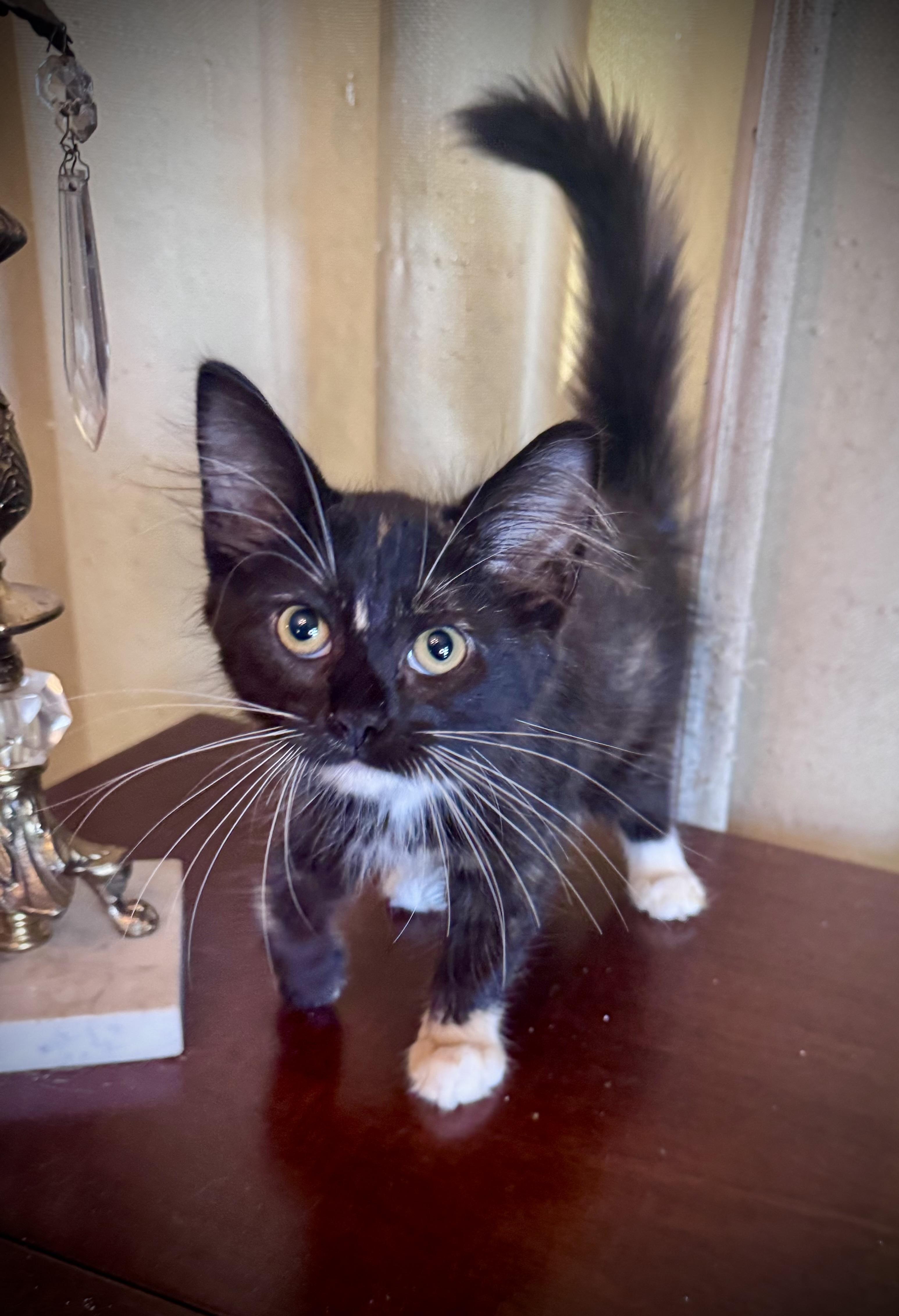 Lily, Adopted, Kitten Female Domestic Medium Hair.