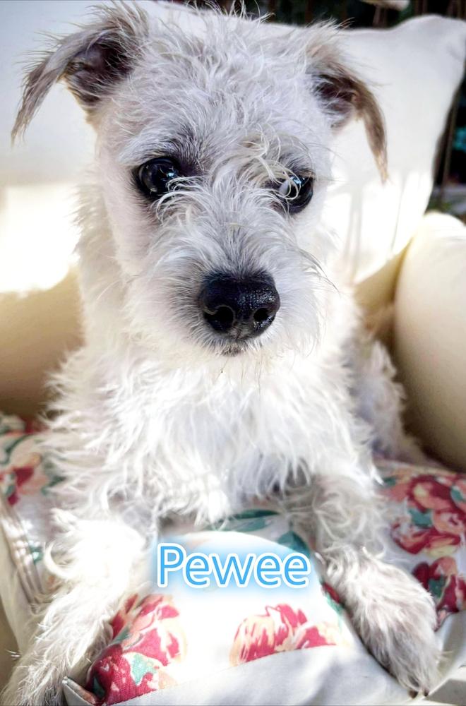 Pewee, Adoptable, Puppy Male Poodle & Chihuahua.