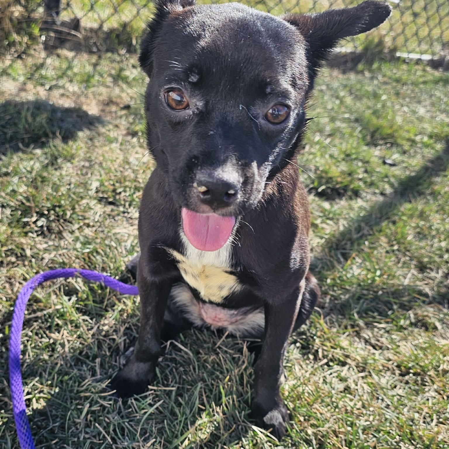 Enlarge Betty Jo , a ADOPTABLE mixed breed in Minooka, IL image 1/3