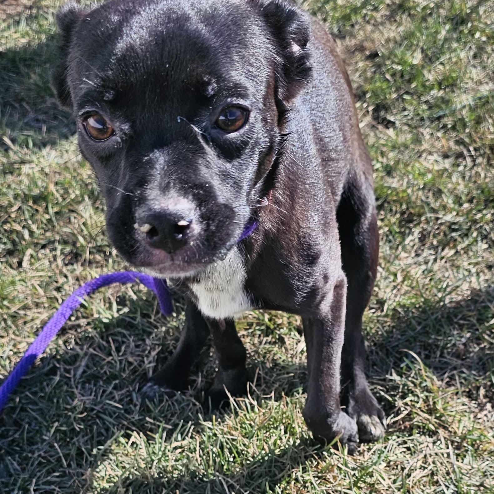 Enlarge Betty Jo , a ADOPTABLE mixed breed in Minooka, IL image 3/3