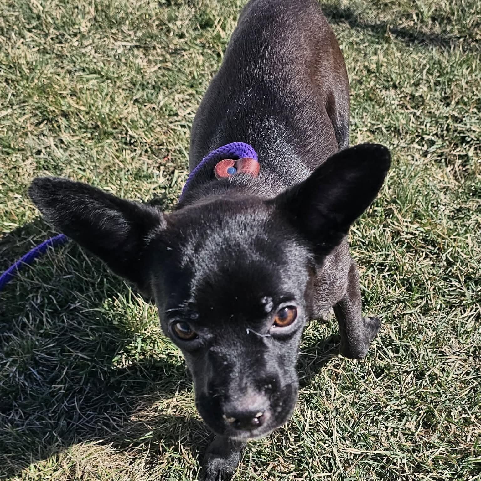 Enlarge Betty Jo , a ADOPTABLE mixed breed in Minooka, IL image 2/3