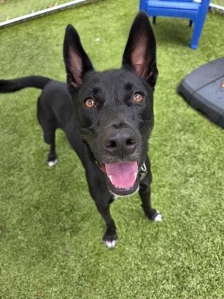 Matilda, Adoptable, Adult Female Mixed Breed & Mixed Breed.