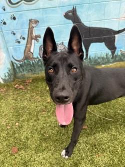 Matilda, a Adoptable Mixed Breed in Savannah, GA image 2/3