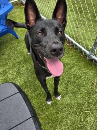 Matilda, a Adoptable Mixed Breed in Savannah, GA image 3/3