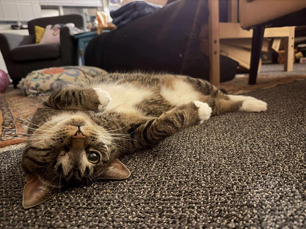 Enlarge Lotus, a Adoptable Domestic Short Hair in Chicago, IL image 1/6
