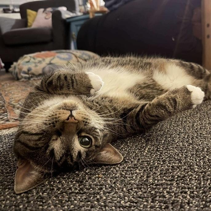 Enlarge Lotus, a Adoptable Domestic Short Hair in Chicago, IL image 2/6