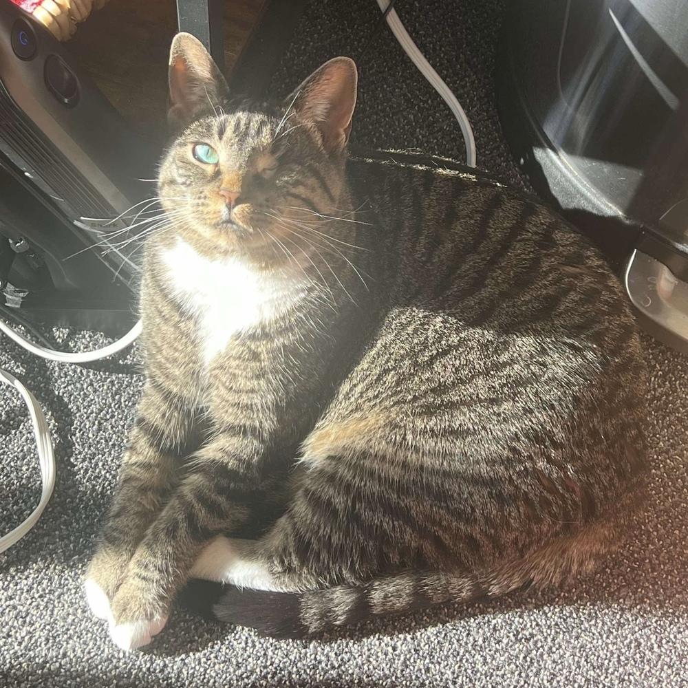 Enlarge Lotus, a Adoptable Domestic Short Hair in Chicago, IL image 3/6