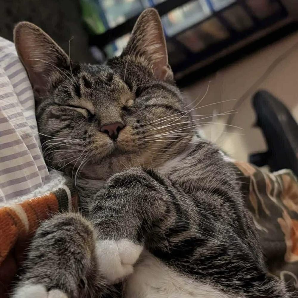Enlarge Lotus, a Adoptable Domestic Short Hair in Chicago, IL image 4/6