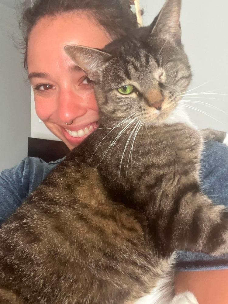 Enlarge Lotus, a Adoptable Domestic Short Hair in Chicago, IL image 5/6