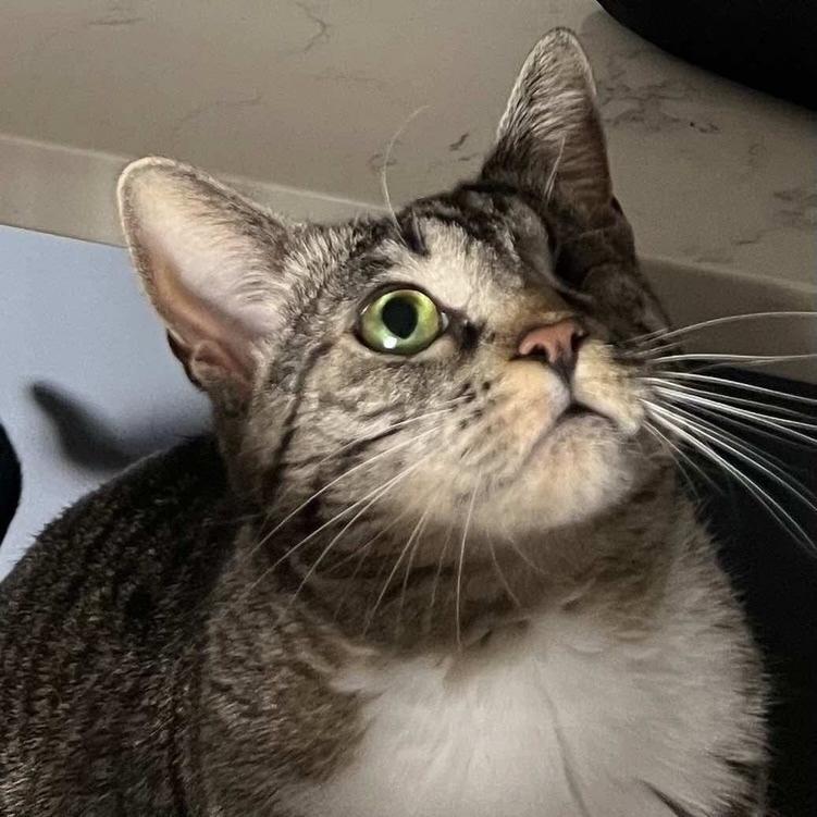 Enlarge Lotus, a Adoptable Domestic Short Hair in Chicago, IL image 5/6