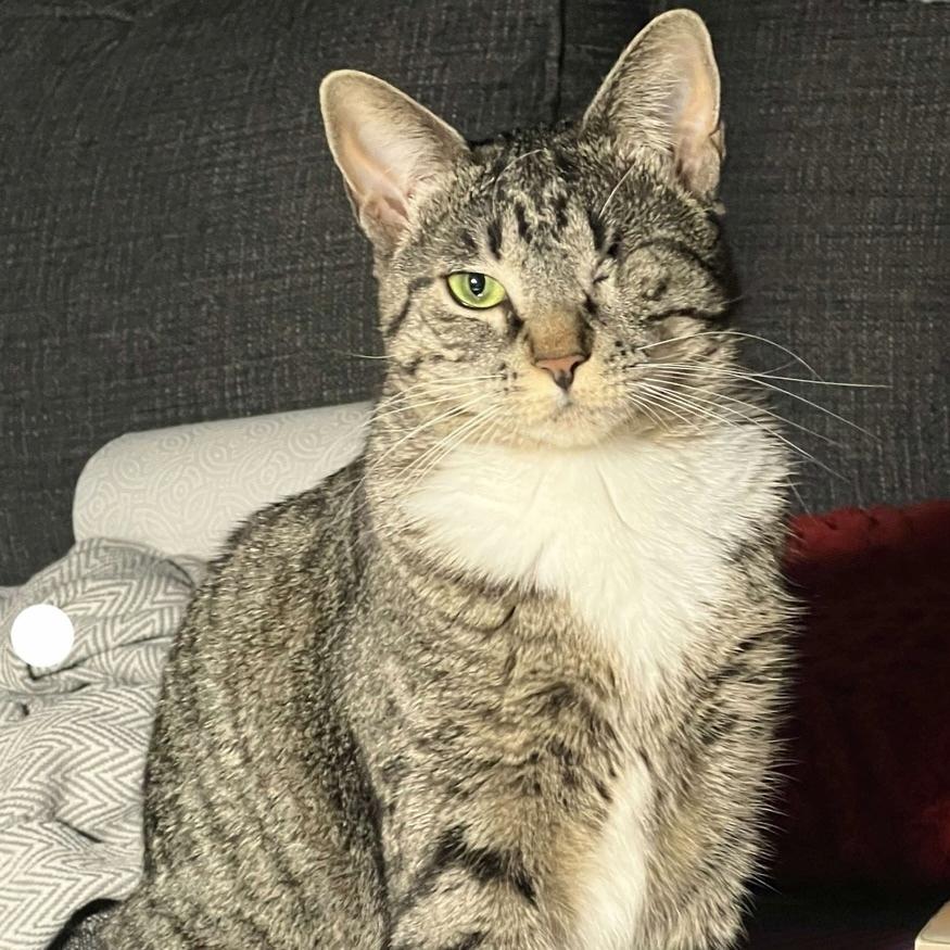 Enlarge Lotus, a Adoptable Domestic Short Hair in Chicago, IL image 6/6