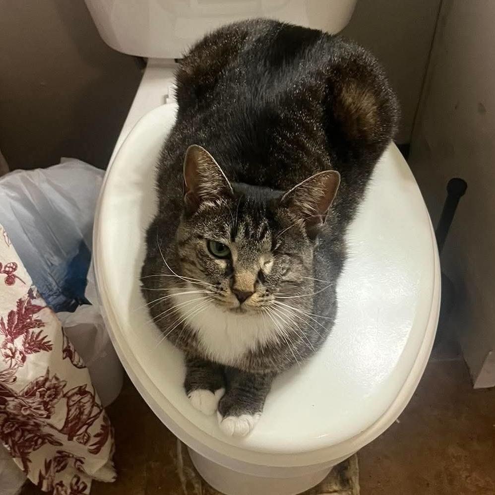Enlarge Lotus, a Adoptable Domestic Short Hair in Chicago, IL image 6/6