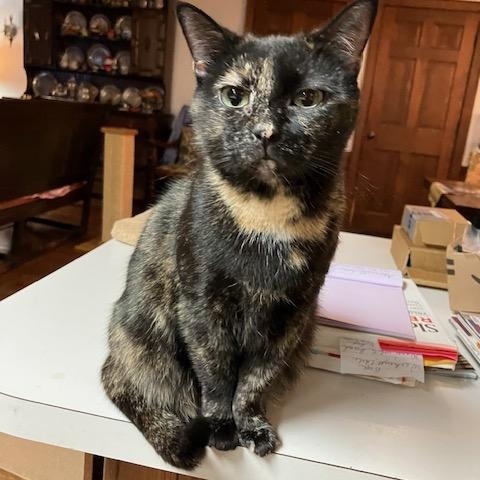 Enlarge Lady, a ADOPTABLE Domestic Short Hair in Melrose, MA image 3/6