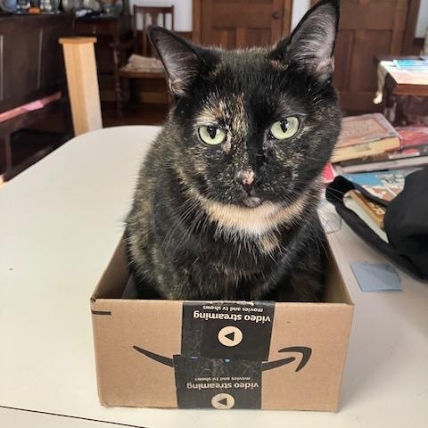 Enlarge Lady, a ADOPTABLE Domestic Short Hair in Melrose, MA image 1/6