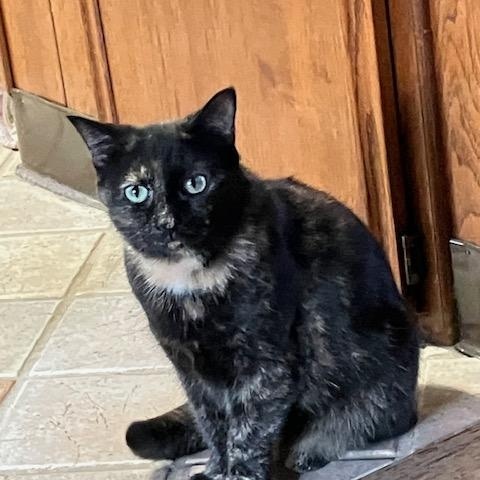 Enlarge Lady, a ADOPTABLE Domestic Short Hair in Melrose, MA image 5/6