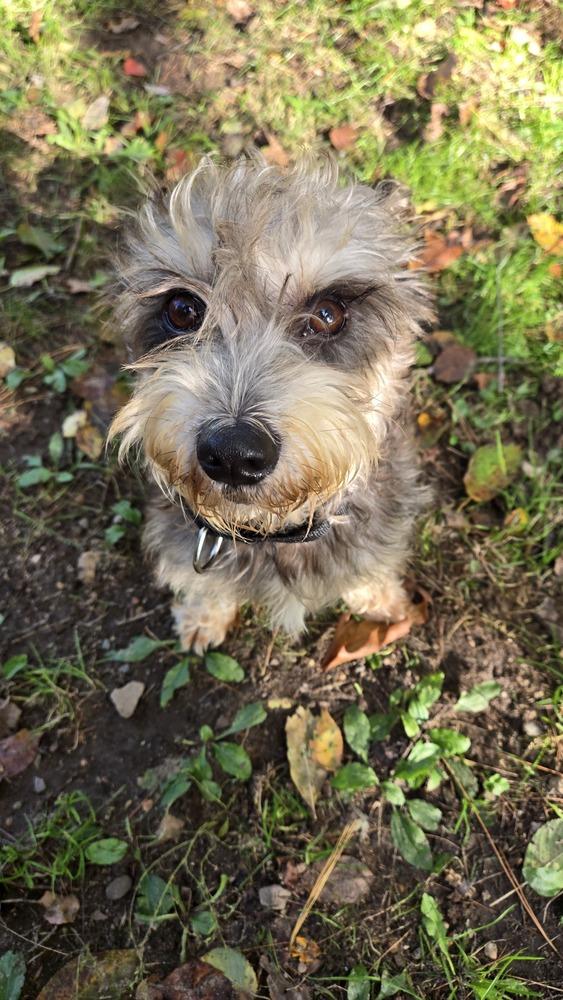Enlarge 1416 Dandy, a Adoptable Schnauzer in Plymouth, MI image 1/4