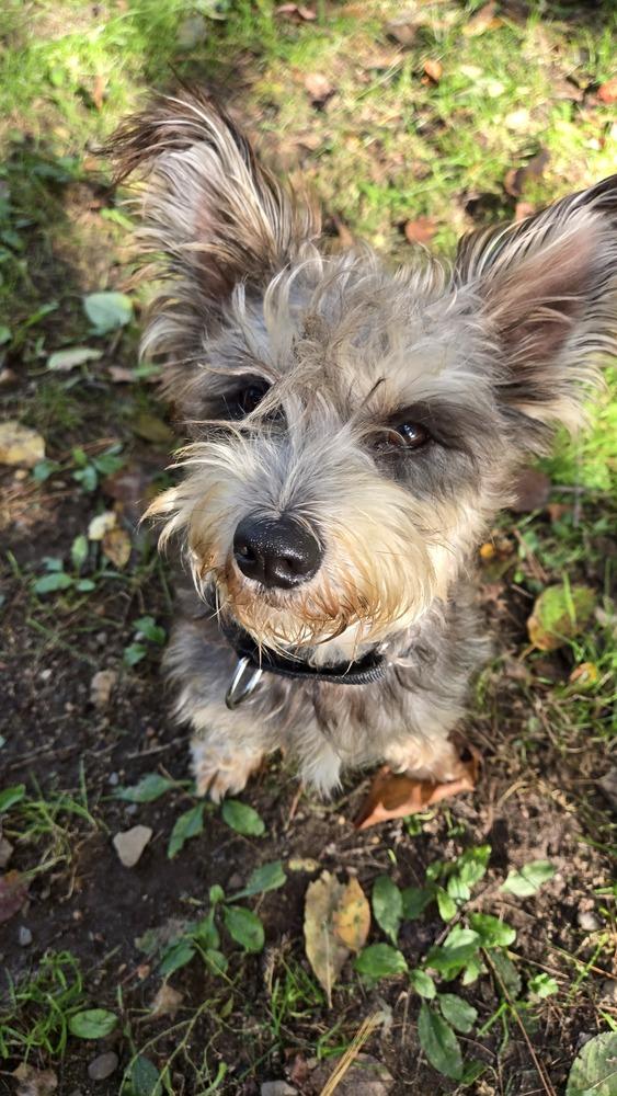 Enlarge 1416 Dandy, a Adoptable Schnauzer in Plymouth, MI image 2/4