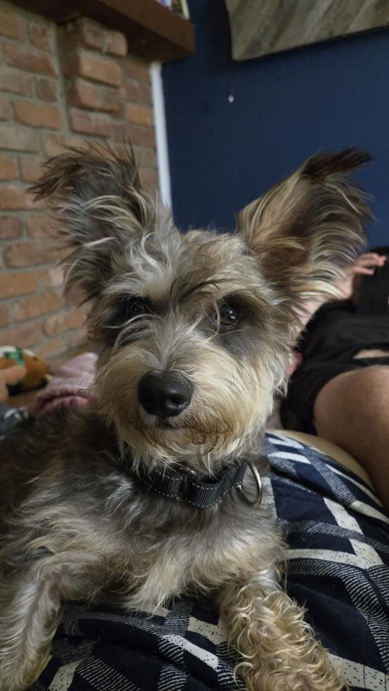 Enlarge 1416 Dandy, a Adoptable Schnauzer in Plymouth, MI image 3/4
