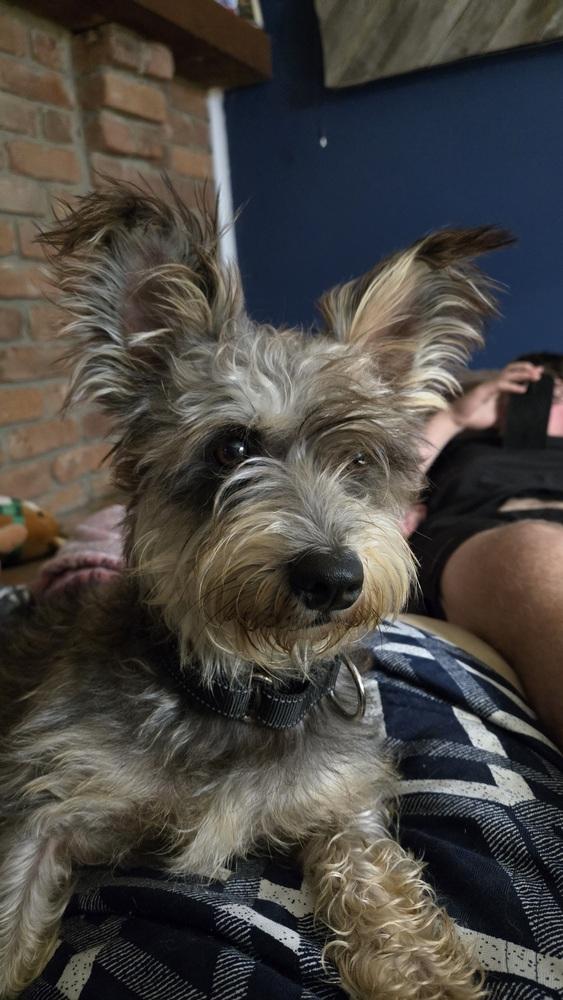 Enlarge 1416 Dandy, a Adoptable Schnauzer in Plymouth, MI image 4/4