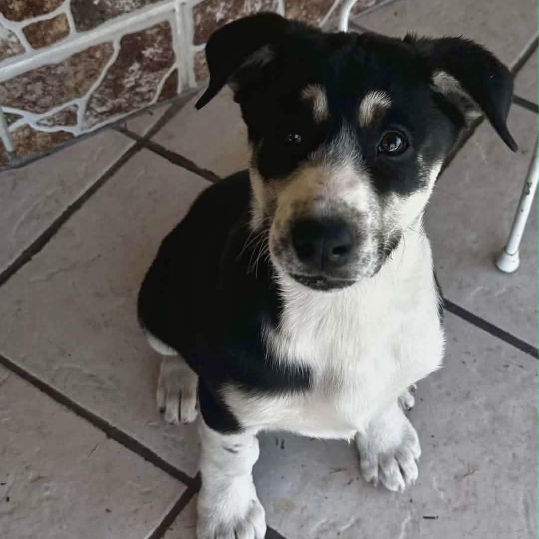 Cataleya, a Adoptable mixed breed in Enola, PA image 4/6