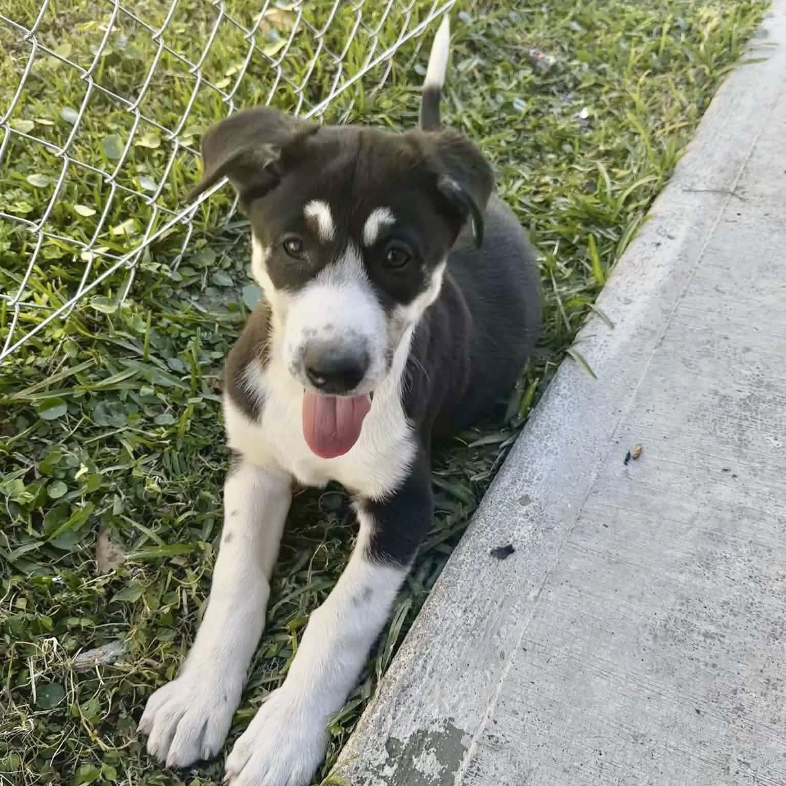 Cataleya, a Adoptable mixed breed in Enola, PA image 3/6