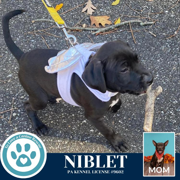 Enlarge Niblet (Dorothy's Littles) 090625, a Adoptable mixed breed in Kimberton, PA image 1/6