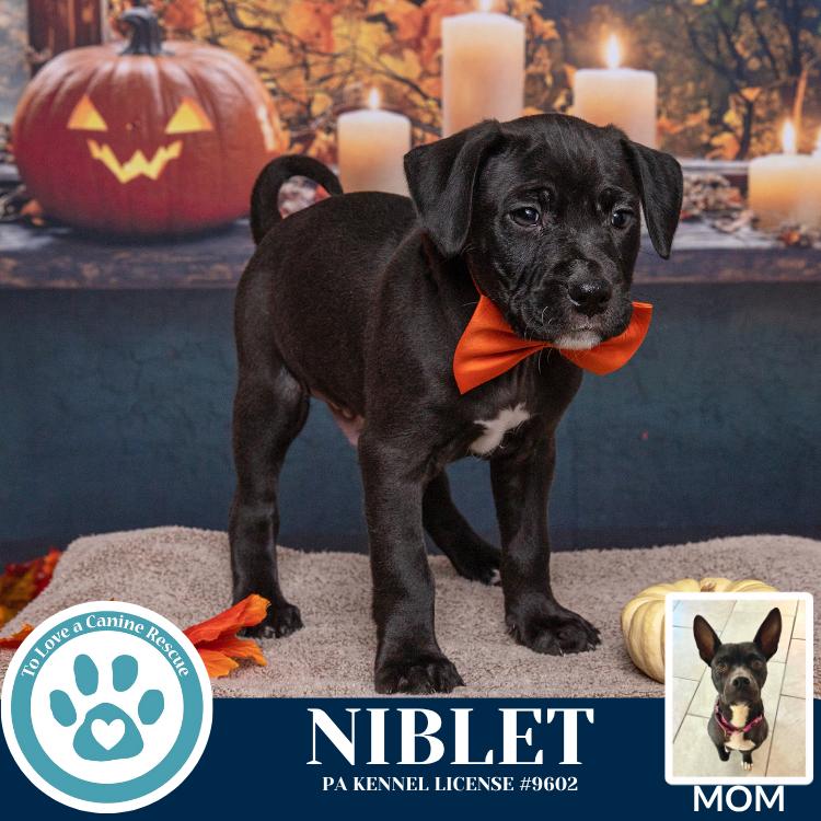 Enlarge Niblet (Dorothy's Littles) 090625, a Adoptable mixed breed in Kimberton, PA image 2/6