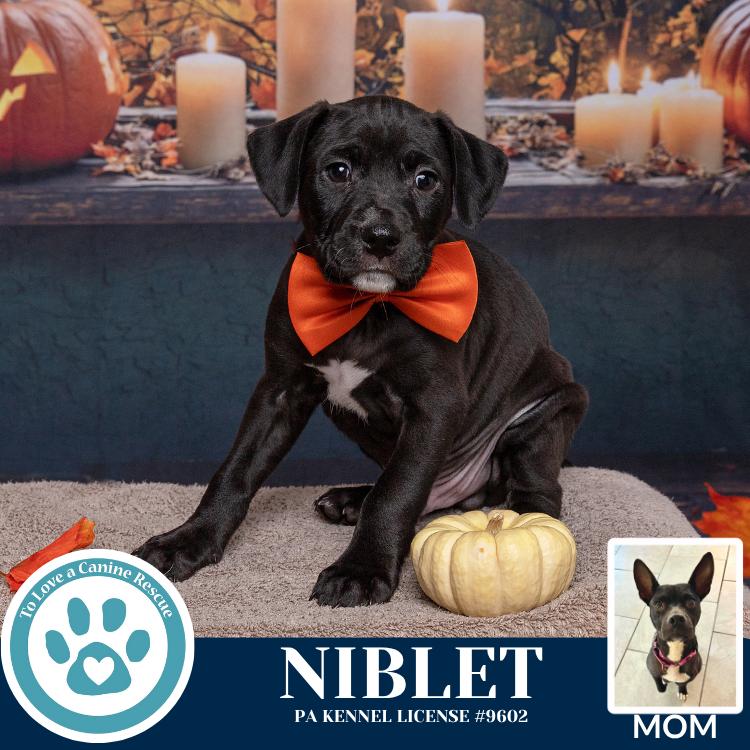 Enlarge Niblet (Dorothy's Littles) 090625, a Adoptable mixed breed in Kimberton, PA image 3/6