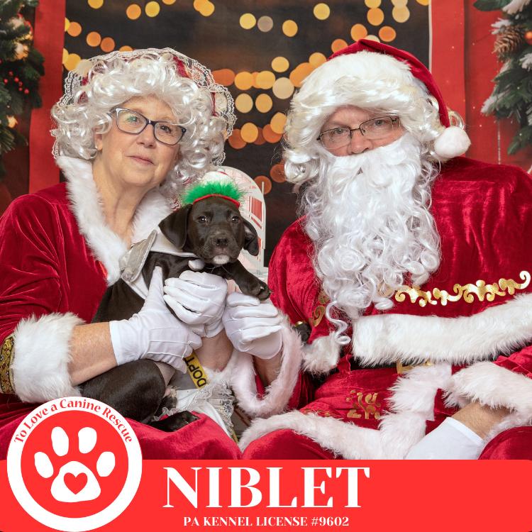 Enlarge Niblet (Dorothy's Littles) 090625, a Adoptable mixed breed in Kimberton, PA image 4/6