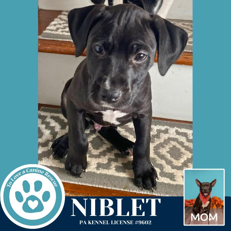 Enlarge Niblet (Dorothy's Littles) 090625, a Adoptable mixed breed in Kimberton, PA image 5/6