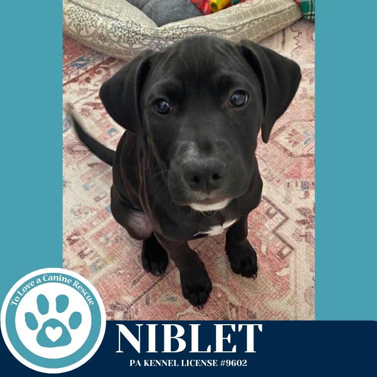 Enlarge Niblet (Dorothy's Littles) 090625, a Adoptable mixed breed in Kimberton, PA image 6/6
