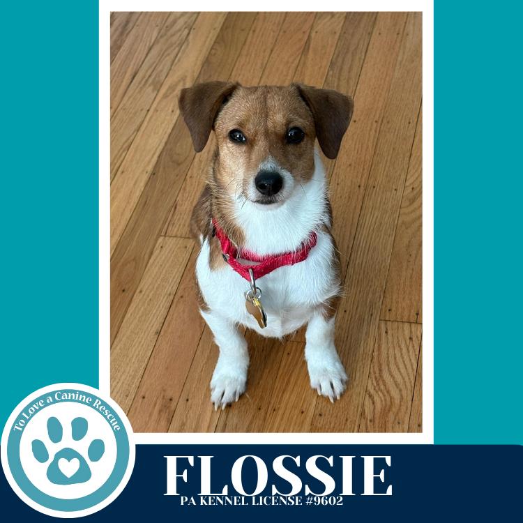 Flossie (Mom to Hollie) 020726, Adoptable, Young Female Corgi.