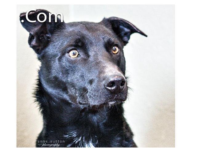 .Com, Adoptable, Senior Male Labrador Retriever.