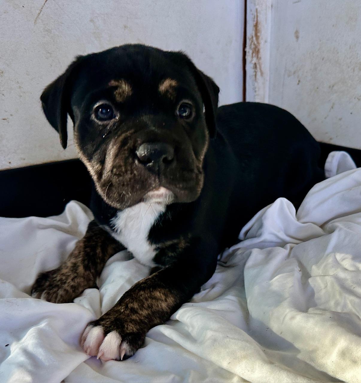 Bogey, Adopted, Puppy Male Mountain Cur & American Bulldog.