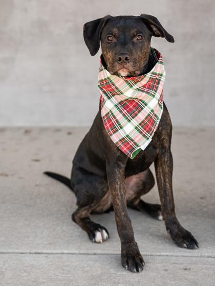 Enlarge Ollie, a Adoptable mixed breed in Longmont, CO image 3/3