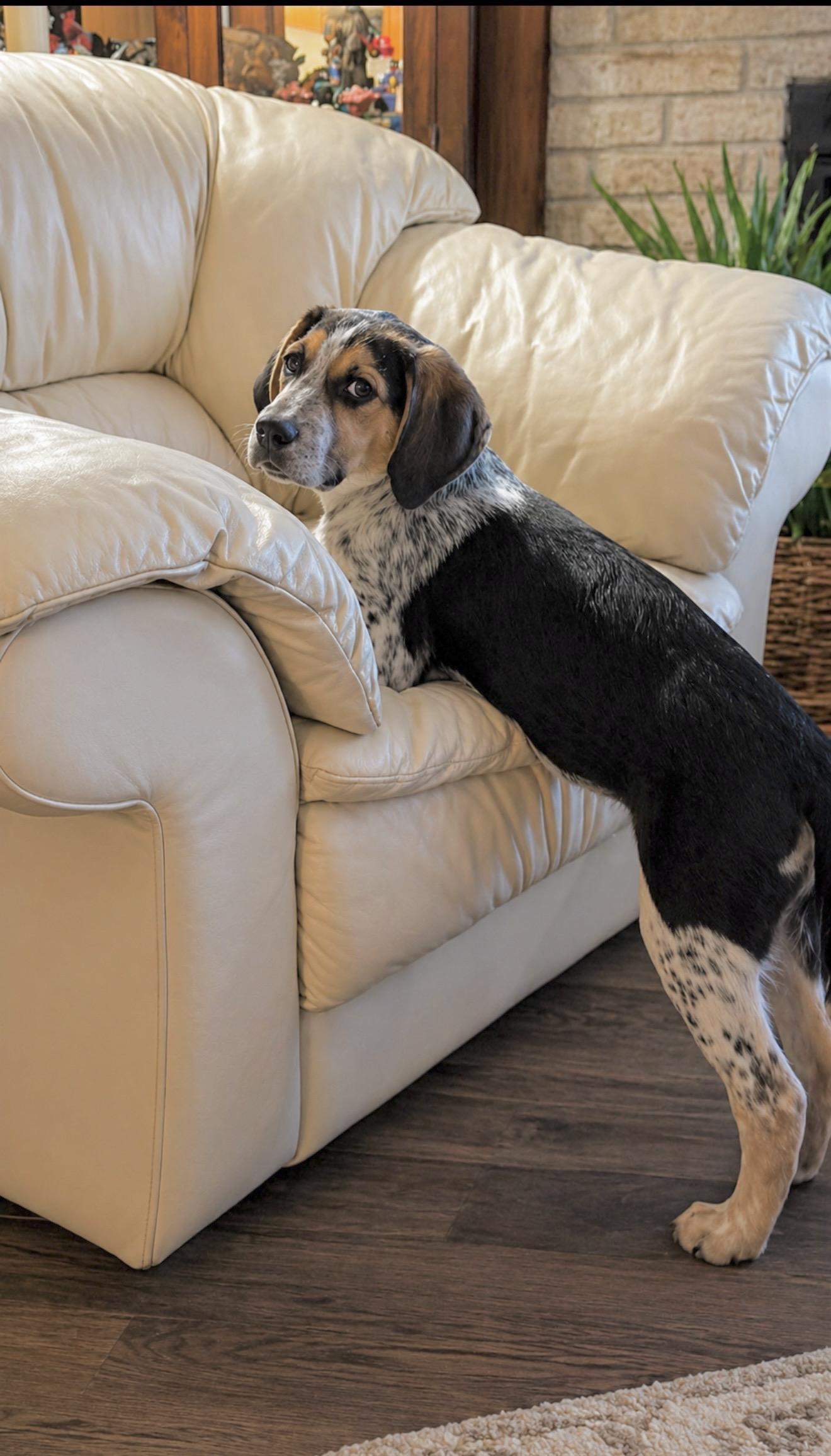 Enlarge Pacha, an adopted mixed breed in Laurel, MD image 4/6