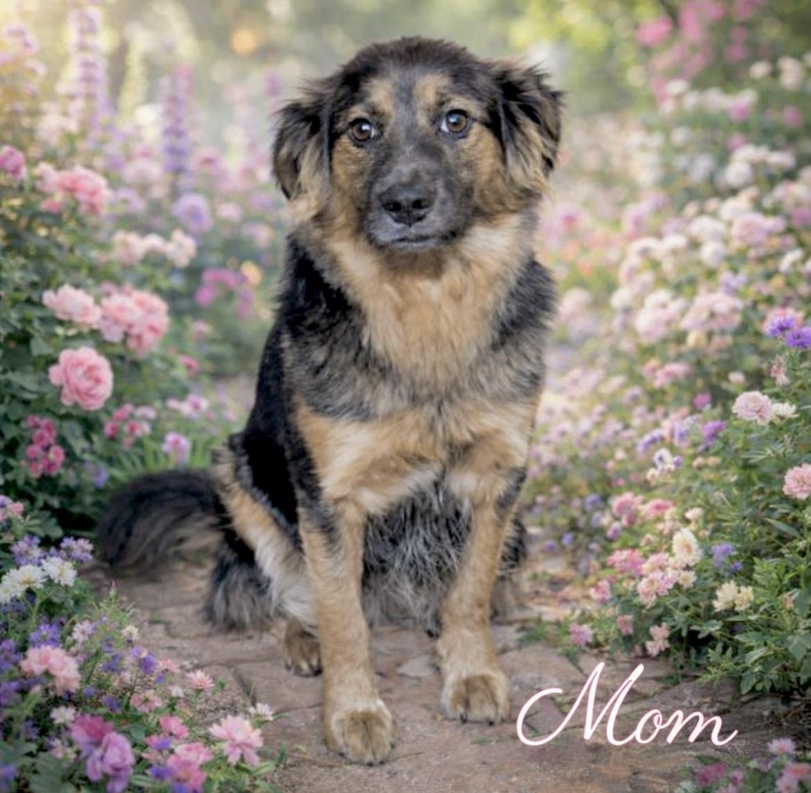 Enlarge Pacha, an adopted mixed breed in Laurel, MD image 6/6