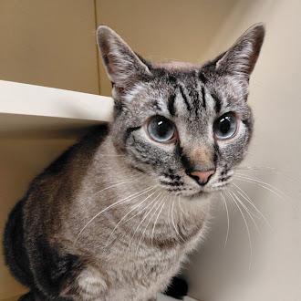 Enlarge Lincoln, a Adoptable Siamese in Germantown, TN image 1/1