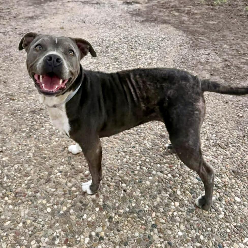 Enlarge Stormy, a ADOPTABLE mixed breed in Mead, CO image 4/5